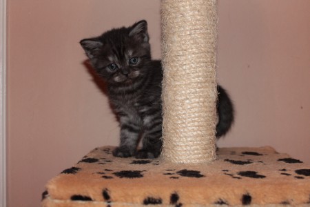 Boldog-Szépe Aragorn